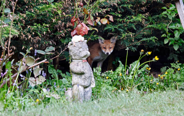 istock Urban fox cubs exploring a garden 1346558820