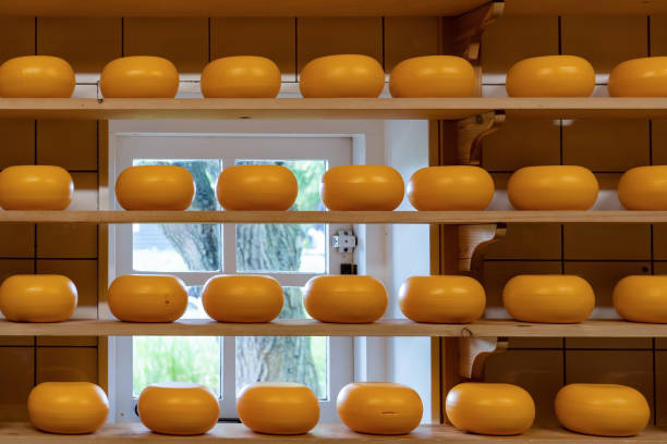 Large traditional Dutch cheese with orange coating