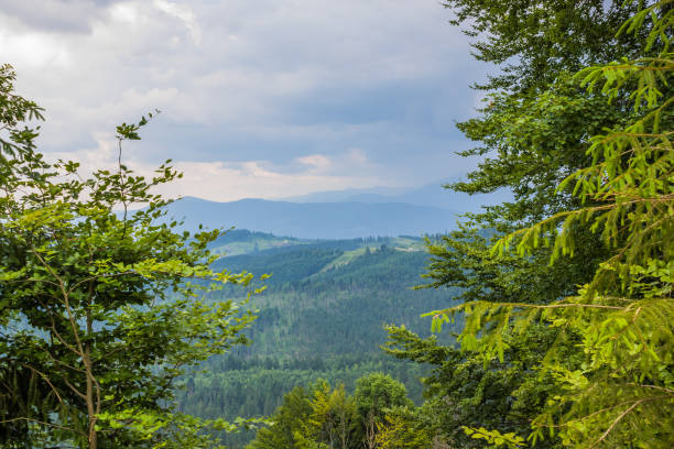 istock Beautiful pine trees on background high mountains. Carpathians. Thick spruce forest on the hillside overlooking the sky 1346560064