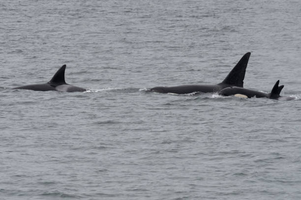 istock Group of orcas in the Salish Sea 1346560339