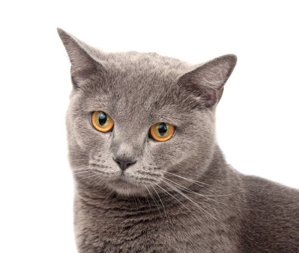 istock blue gray british cat on the white 1346560432