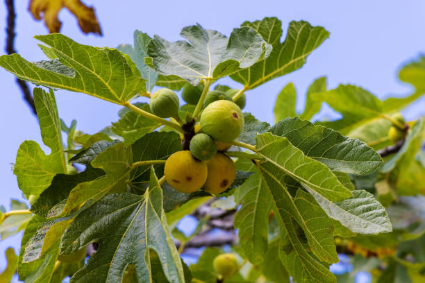 istock Ripe fig fruits on a tree branch 1346561440