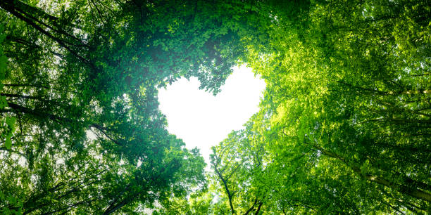 istock panorama spring forest trees. nature green wood sunlight backgrounds. 1346561696
