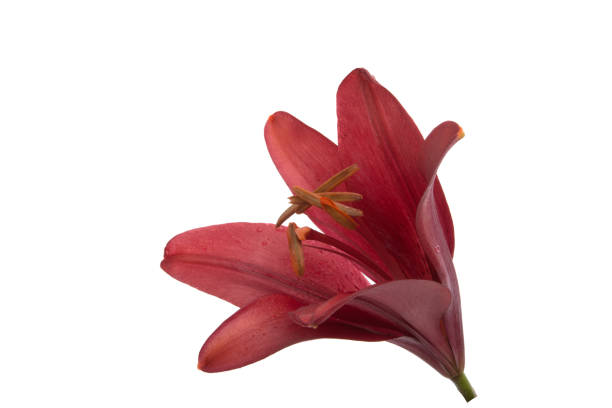 istock bright red lily flower isolated on the white 1346562040