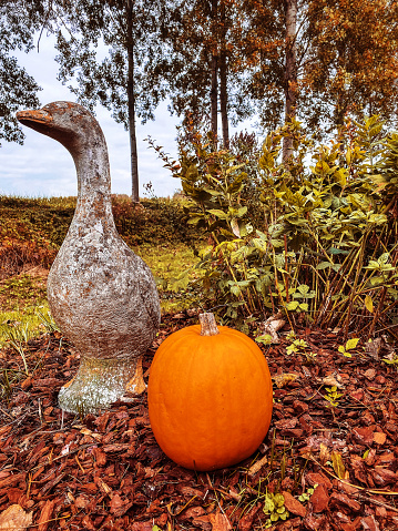 Close-up of a stone goose garden ornament and an orange pumkin in the backyard.
