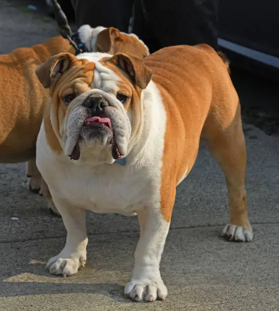 Photo of Handsome English Bulldog (British Bulldog), medium-sized dog breed