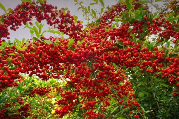 Photo of Red berries