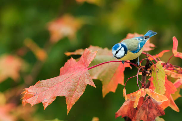 lapislazuli vogel sitzt auf einem ast mit bunten ahornblättern im herbstpark - stone bird animal autumn stock-fotos und bilder