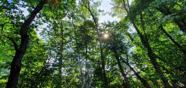 istock Green forest with tall trees and a ray of sunlight 1346565364