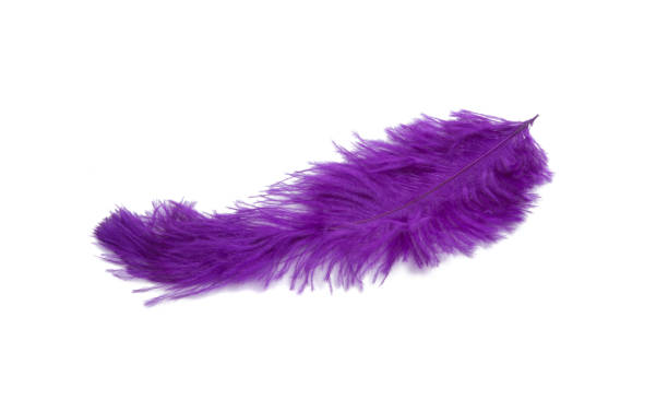 istock fluffy feather in purple color isolated on the white 1346566219