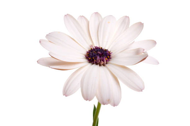 beautiful osteospermum or african daisy flower isolated on white