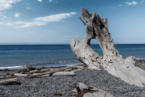 istock Rialto Beach, Olympic Peninsula, Washington State 1346566422