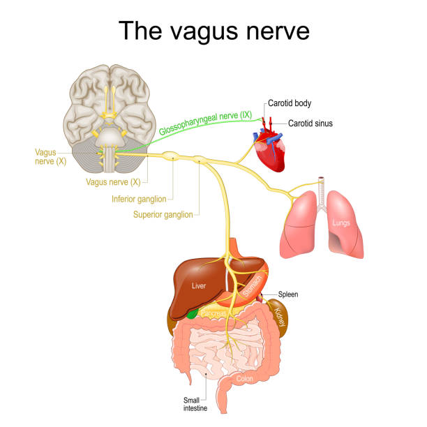ilustrações, clipart, desenhos animados e ícones de nervo vagus. sistema nervoso parassimpático. - sistema nervoso humano