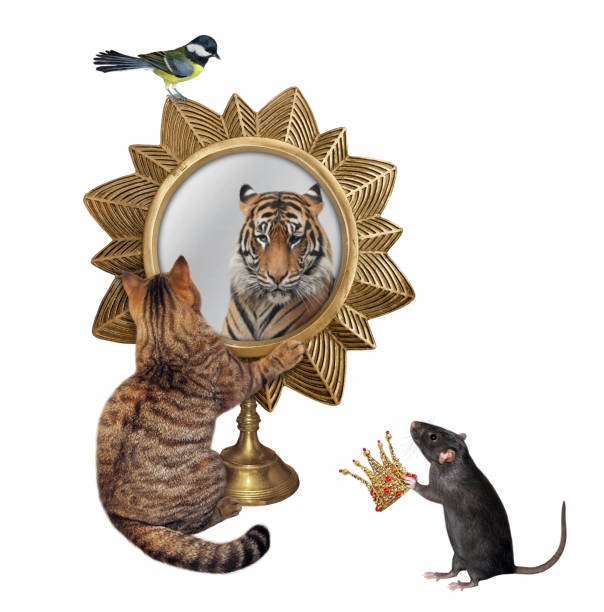 istock Cat looks in star shaped mirror 1346566600