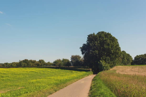 istock Country road between agricultural fields with flowering rapeseed in a sunny rolling landscape under a blue sky. 1346567652
