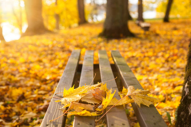 istock wooden bench in park 1346567881