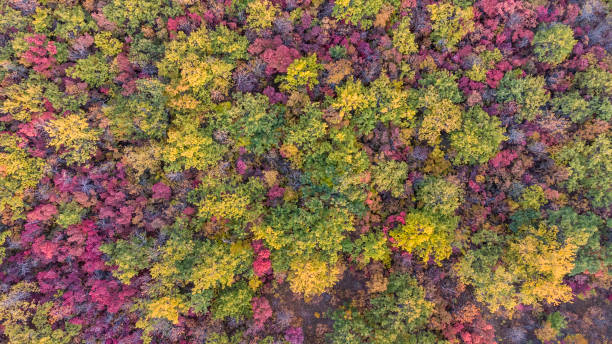 istock autumn multicolored deciduous forest top view from a quadrocopter 1346567965