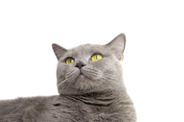 istock blue gray british cat isolated on the white 1346567990