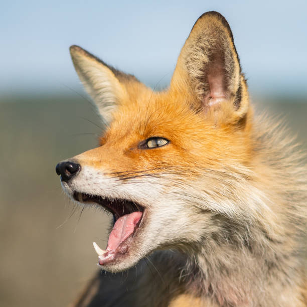 istock Red Fox Vulpes vulpes in the wild. Close up 1346568425