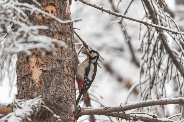 great spotted woodpecker sitting on the branch on a snow-covered tree. dendrocopos major - woodpecker major wildlife nature imagens e fotografias de stock