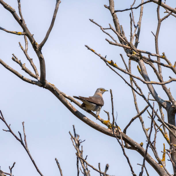 istock Common cuckoo Cuculus canorus in the wild 1346568801