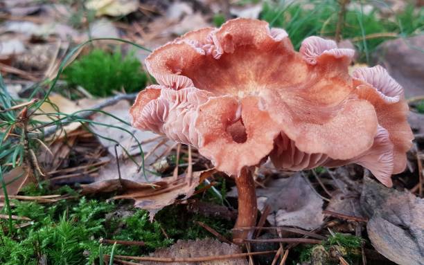 istock Brown mushroom with deformed cap growing in forest 1346568867