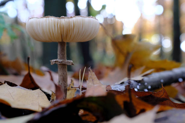 istock Large parasol mushroom growing in oak forest 1346569185