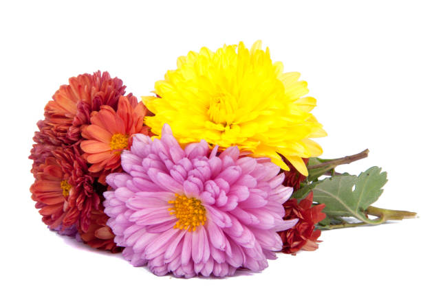 istock chrysanthemum bright beautiful flowers isolated on the white 1346569308