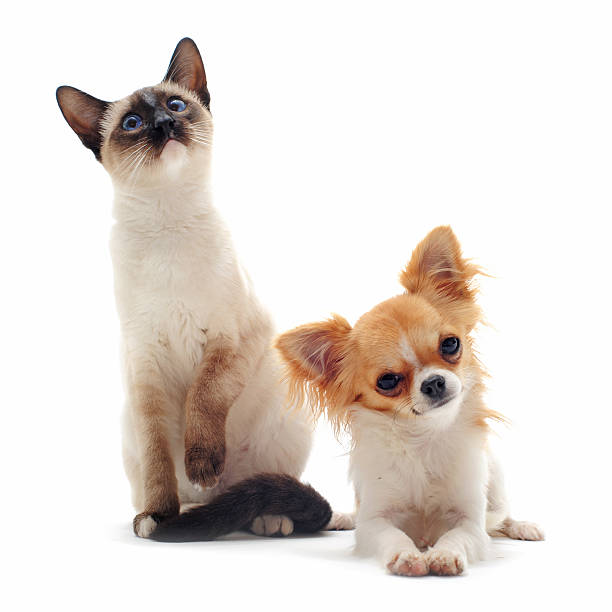 istock puppy chihuahua and siamese kitten 134656968