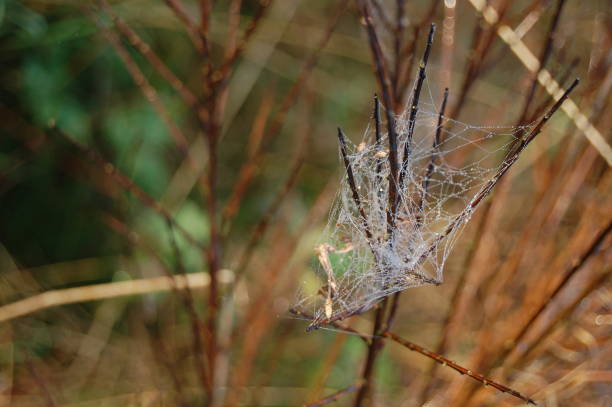 chiudi su una ragnatela bagnata. - spider web natural pattern dew drop foto e immagini stock
