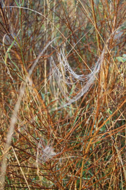 un deserto di rami nudi e dorati con ragnatele. - spider web natural pattern dew drop foto e immagini stock
