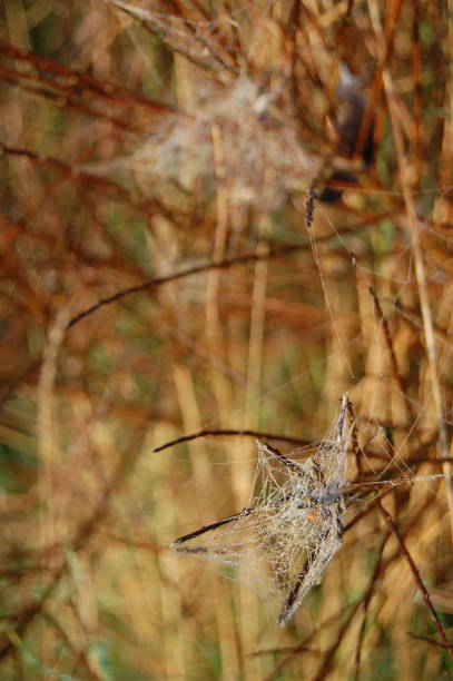 bellezza in una ragnatela bagnata in una mattina d'autunno. - spider web natural pattern dew drop foto e immagini stock