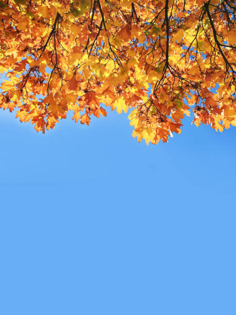 istock Autumn yellow maple leaves on blue sky background 1346570459