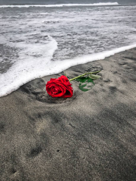 Beaches Red Roses 300+ Redrose Stock Photos, Pictures & Royalty-Free Images - iStock
