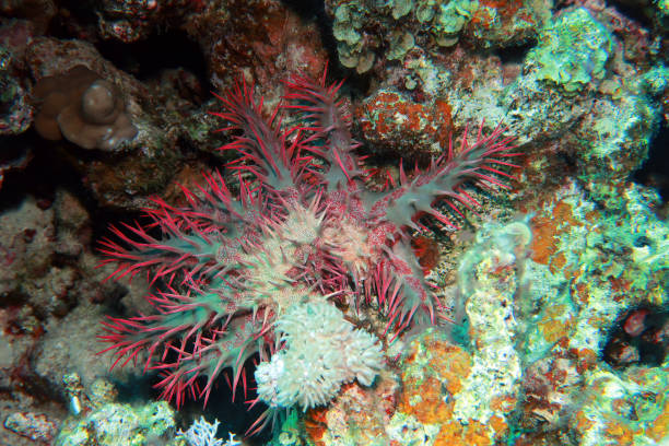 6 Rayed Starfish 110+ Acanthaster Stock Photos, Pictures & Royalty-Free Images - iStock