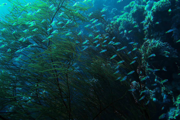 istock school of glassfish underwater, 1346571797