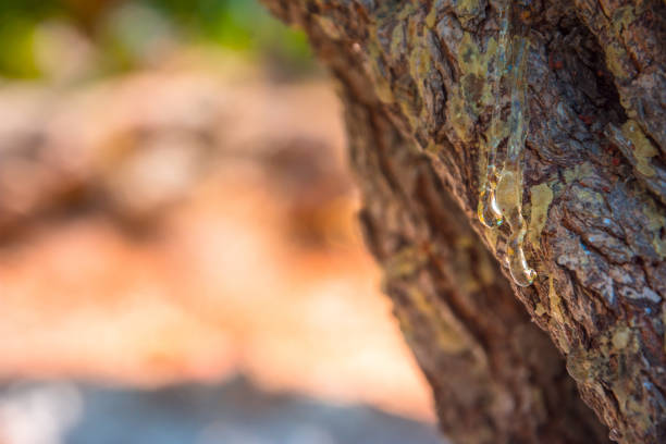 mastic tree with mastic tears in chios island, greece. - tree resin imagens e fotografias de stock