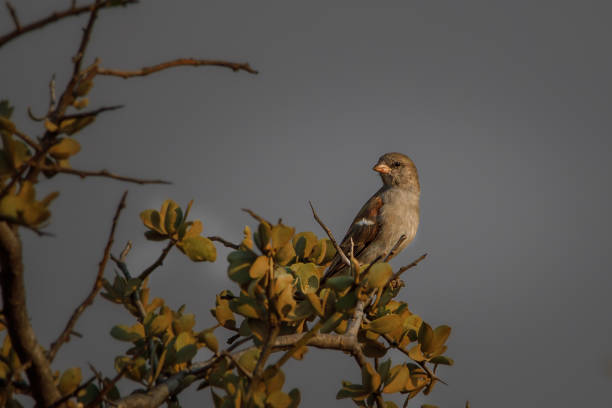 House sparrow spotted while on a photography safari and game drives in Southern Africa. Seen in a private game reserve.