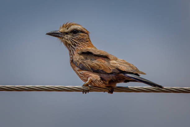 istock Purple roller / Rufous-crowned roller; Birding near the Limpopo River 1346572322