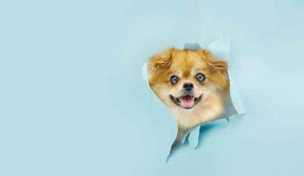istock Head pomeranian dog through a hole on a blue torn paper. copy space 1346573533
