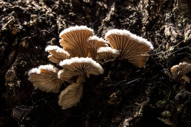 Splitgill fungi, Schizophyllum commune, illuminated from above, making it glow stock photo