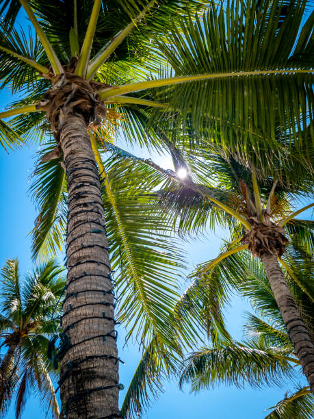 istock View of the sun peaking through palm trees. 1346574033