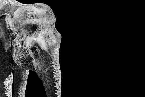 istock Asian elephant in black and white. 1346574074