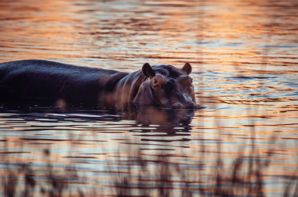 istock Hippopotamus in the water, Botswana 1346575396