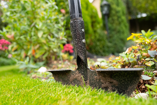 Shallow focus of a steel lawn edger seen being used at the edge of a well maintained lawn and flowerbed area.