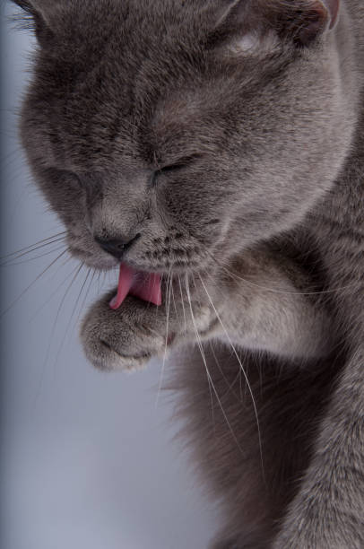 istock gray british cat on the white background 1346577173