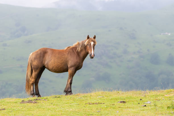 istock Beautiful stallion horse in Pyrenees mountains 1346577875