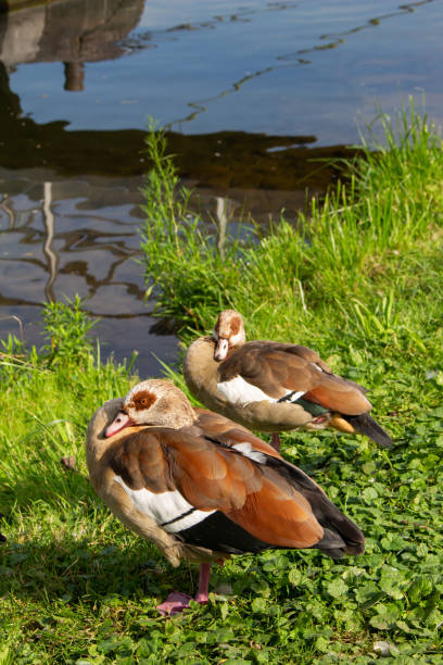 istock Colorful Egyptian geese relaxing along a riverbank 1346578010