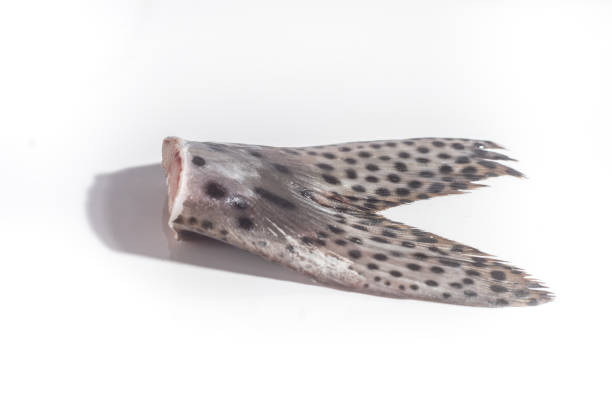 istock painted fish syrup and painted fish stinger, white background 1346578163