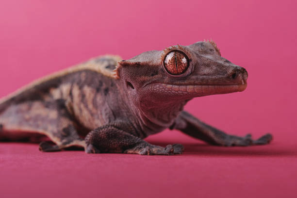 istock Crested gecko - Correlophus ciliatus - 1346579992